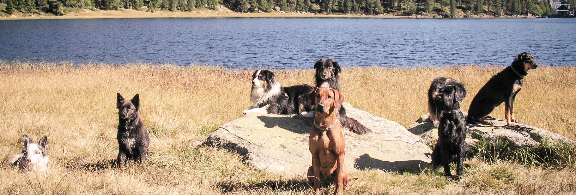 Hunde am See auf der Suedroute